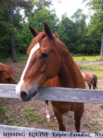 MISSING EQUINE Triple Paradise, Near Kenly , NC, 27542